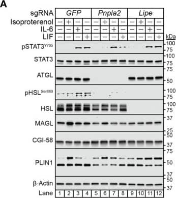 Western Blot Abhd5 Antibody (1F3) - Azide and BSA Free