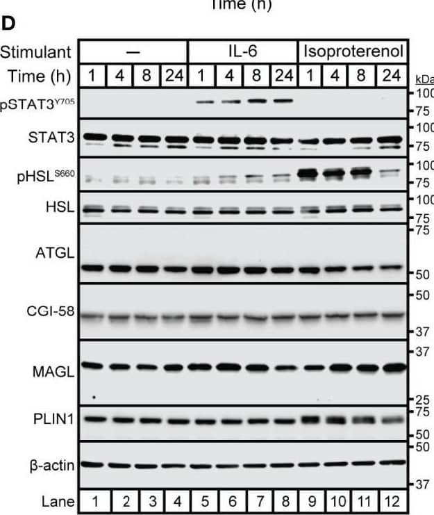 Comparison of IL-6 Family Cytokine and  beta -adrenergic Adipocyte Signaling and Lipolysis. (A–D) Differentiated adipocytes in a 12-well format were treated in a final volume of 1 ml of medium D with 3 ul DMSO and 3 ul PBS in the absence or presence of 300 nM isoproterenol (black, Isop.), 3 nM IL-6 (red), or 0.3 nM LIF (blue). After incubation (37C, 10% CO2) for either 24 hours (A, B) or the indicated time (C, D), medium was collected and processed to measure concentrations of NEFA (A, C; top panels) or glycerol (A,C; bottom panels), and adipocytes were harvested and processed for immunoblot analysis (B, D) with the indicated antibody as described in Methods. Data is shown as mean +/- SEM of three wells. *p < 0.05, **p < 0.01, or ****p < 0.0001 based on one-way ANOVA followed by Dunnett’s multiple comparison test to compare each condition to the vehicle condition (A) or two-way ANOVA followed by Šidak’s multiple comparison test to compare isoproterenol to IL-6 conditions at matched time points (B). These results were confirmed in at least three independent experiments. Image collected and cropped by CiteAb from the following open publication (//pubmed.ncbi.nlm.nih.gov/35785158), licensed under a CC-BY license. Not internally tested by Novus Biologicals.