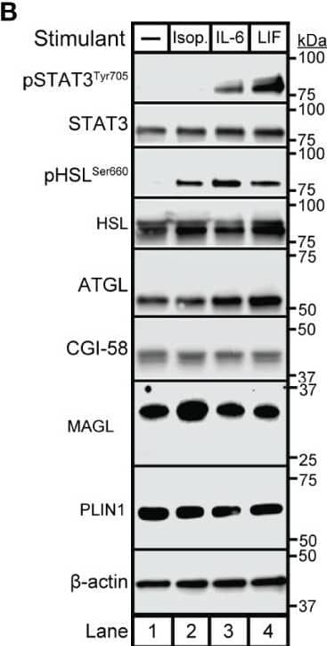 Comparison of IL-6 Family Cytokine and  beta -adrenergic Adipocyte Signaling and Lipolysis. (A–D) Differentiated adipocytes in a 12-well format were treated in a final volume of 1 ml of medium D with 3 ul DMSO and 3 ul PBS in the absence or presence of 300 nM isoproterenol (black, Isop.), 3 nM IL-6 (red), or 0.3 nM LIF (blue). After incubation (37C, 10% CO2) for either 24 hours (A, B) or the indicated time (C, D), medium was collected and processed to measure concentrations of NEFA (A, C; top panels) or glycerol (A,C; bottom panels), and adipocytes were harvested and processed for immunoblot analysis (B, D) with the indicated antibody as described in Methods. Data is shown as mean +/- SEM of three wells. *p < 0.05, **p < 0.01, or ****p < 0.0001 based on one-way ANOVA followed by Dunnett’s multiple comparison test to compare each condition to the vehicle condition (A) or two-way ANOVA followed by Šidak’s multiple comparison test to compare isoproterenol to IL-6 conditions at matched time points (B). These results were confirmed in at least three independent experiments. Image collected and cropped by CiteAb from the following open publication (//pubmed.ncbi.nlm.nih.gov/35785158), licensed under a CC-BY license. Not internally tested by Novus Biologicals.