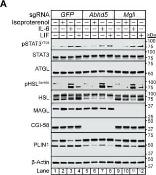 The Role of MAGL and CGI-58 in IL-6 and  beta -adrenergic Adipocyte Signaling and Lipolysis. (A-D) Pre-adipocytes in a 12-well format were infected with lentivirus containing Cas9 and sgGFP (black), sgAbhd5 (red), or sgMgll (blue) followed by differentiation as described in Methods. On day 8, differentiated adipocytes were treated in a final volume of 1 ml of medium D with 3 ul DMSO and 3 ul PBS containing the indicated concentration of isoproterenol (A, B), IL-6 (A, C), or LIF (A, D). After incubation for 24 hours, medium was collected and processed to measure concentrations of glycerol (left panel) or NEFA (right panel) and adipocytes were harvested and processed for immunoblot analysis (A) with the indicated antibodies as described in Methods. Glycerol levels are shown relative to the average 300 nM isoproterenol condition (B, 653 uM), 3 nM IL-6 condition (C, 109 uM), or 0.3 nM LIF condition (D, 55 uM) of the sgGFP-treated adipocytes. NEFA levels are shown relative to the average 300 nM isoproterenol condition (B, 282 uM), 3 nM IL-6 condition (C, 70 uM), or 1 nM LIF condition (D, 21 uM) of the sgGFP-treated adipocytes. Data is shown as mean +/- SEM of three wells. P value calculated by using a two-way repeated measures ANOVA between sgGFP and the indicated sgRNA conditions. These results were confirmed in at least three independent experiments. Not significant (n.s.). Image collected and cropped by CiteAb from the following open publication (//pubmed.ncbi.nlm.nih.gov/35785158), licensed under a CC-BY license. Not internally tested by Novus Biologicals.