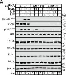 The Role of STAT3 in IL-6 and  beta -adrenergic Adipocyte Signaling and Lipolysis. (A–C) Pre-adipocytes in a 12-well format were infected with lentivirus containing Cas9 and the indicated sgRNA as described in Methods. On day 8, differentiated adipocytes were treated in a final volume of 1 ml of medium D with 3 ul DMSO and 3 ul PBS containing 300 nM isoproterenol, 3 nM IL-6, or 0.3nM LIF. After incubation for 24 hours, medium was collected and processed to measure concentrations of glycerol (B) or NEFA (C) and adipocytes were harvested and processed for immunoblot analysis (A) with the indicated antibodies as described in Methods. Glycerol release is shown relative to the respective stimulant in the sgGFP condition which were 366 μM, 70 μM, and 33 μM for isoproterenol, IL-6, and LIF, respectively. NEFA release is shown relative to the respective stimulant in the sgGFP condition which were 273 μM, 137 μM, and 34 μM for isoproterenol, IL-6, and LIF, respectively. Data is shown as mean +/- SEM of three wells. *p < 0.5, ***p < 0.001, or ****p < 0.0001 based on two-way ANOVA with Tukey’s multiple comparison test for differences in relative glycerol or NEFA release between sgRNA treatments with the same stimulant. These results were confirmed in at least three independent experiments. Image collected and cropped by CiteAb from the following open publication (//pubmed.ncbi.nlm.nih.gov/35785158), licensed under a CC-BY license. Not internally tested by Novus Biologicals.