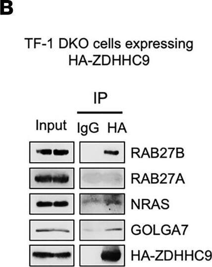 Western Blot GOLGA7 Antibody (2H8) - Azide and BSA Free