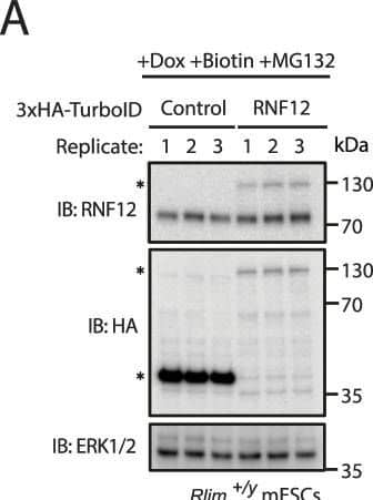 Western Blot RNF12 Antibody (1G10) - Azide and BSA Free