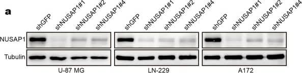 Western Blot: NUSAP1 Antibody [H00051203-B01P] - Silencing NUSAP1 inhibits cell proliferation & causes apoptosis in GBM cells. a Western blot analyses of NUSAP1 in cells with NUSAP1 knockdown. b The morphology & cell number of GBM cells after knocking down NUSAP1. c Viability of NUSAP1-knockdown GBM cells. d BrdU-positive GBM cells after knocking down NUSAP1. e Flow cytometry analyses of apoptosis in GBM cells with NUSAP1 knockdown. f The expression of the apoptotic proteins bcl2 & cleaved caspase-3 in cells with NUSAP1 knockdown. g Caspase-3/7 activity of GBM cells with NUSAP1 knockdown. All data are expressed as the mean ± SD, & significant differences were determined by Student’s t test. *P < 0.05, **P < 0.01, ***P < 0.001. P < 0.05 was considered statistically significant Image collected & cropped by CiteAb from the following publication (//pubmed.ncbi.nlm.nih.gov/32317623), licensed under a CC-BY license. Not internally tested by Novus Biologicals.