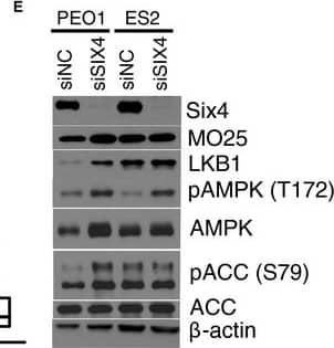 Western Blot: SIX4 Antibody (7E2) [H00051804-M09] - Selective addiction of EOC to the SIX4 homeobox transcription factorImmunoblots indicate miR‐124‐induced SIX4 depletion. siSIX4 is shown as an antibody control.Consequence of SIX4 depletion on EOC cell viability (as in Fig 2A, N, normal cell lines: HOSE, HBEC30).In vivo knockdown of SIX4 using neutral liposome‐incorporated siRNA reduced tumor burden & ascites volume in an orthotopic xenograft mouse model. Box‐and‐whisker plot of tumor weight (left panel) or ascites volume (right panel) from n = 7 or 8 mice per condition as indicated. *P‐value from Student's t‐test.Consequence of SIX4 depletion in PEO1 cells on E‐cadherin plasma membrane accumulation 48 h after transfection. Cells were counterstained with phalloidin & DAPI.Immunoblots indicate consequence of SIX4 depletion on LKB1 accumulation & AMPK pathway activation.Source data are available online for this figure. Image collected & cropped by CiteAb from the following publication (//pubmed.ncbi.nlm.nih.gov/26655797), licensed under a CC-BY license. Not internally tested by Novus Biologicals.