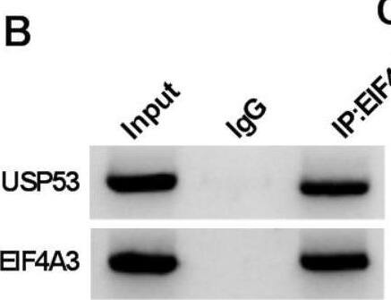 Western Blot USP53 Antibody - Azide and BSA Free