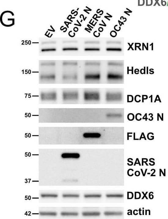 Processing body disassembly is not a common feature of all human coronavirus N proteins.A-D. HUVECs were transduced with recombinant lentiviruses ectopically expressing N protein from the Betacoronaviruses MERS-CoV and OC43 (A-B) or N protein from Alphacoronaviruses 229E and NL63 (C-D) or N protein from SARS-CoV-1 (E-F). A control lentiviral expressing an empty vector (EV) was used as a negative control and SARS-CoV-2 N protein expressing lentiviruses were used as a positive control in each experiment. Cells were selected, fixed and immunostained for DDX6 (PBs; white; Alexa555) and either authentic N protein or a FLAG tag (green; Alexa488). Nuclei were stained with Hoechst (blue). Scale bar = 20 μm. DDX6 puncta in EV or N-transduced cells were quantified using CellProfiler as in Fig 1. DDX6 puncta were quantified as in Fig 1. Representative images from one independent experiment of three are shown. These data represent three independent biological replicates (n = 3) with >30 cells measured per condition (EV and N) per replicate. Each EV and N replicate pair plotted independently; mean. Statistics were performed using Kruskal-Wallis H test with Dunn’s correction (*, p < 0.0332; **, p < 0.0021; ****, p < 0.0001; ns, nonsignificant). G-I. HUVECs were transduced as above, protein lysate was harvested and immunoblotting was performed using XRN1, Hedls, DCP1A, DDX6, N protein or FLAG, and  beta -actin specific antibodies. One representative experiment of three is shown. Image collected and cropped by CiteAb from the following open publication (//pubmed.ncbi.nlm.nih.gov/35998203), licensed under a CC-BY license. Not internally tested by Novus Biologicals.