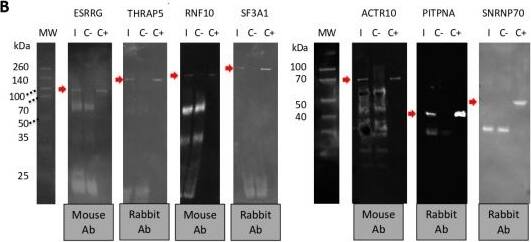 Corroboration of human AKR2–protein interactions with highest confidence. (A) Representation of the components of the protein pull-down experiment using c-Myc magnetic beads with Myc-tagged human AKR2. (B) Western blot analysis of AKR2–protein interactions. Interacting proteins were incubated with AKR2 & immunopresipitated with c-Myc magnetic beads specific for the AKR2 protein tag (I) or with the c-Myc magnetic beads only as negative control (C-). Recombinant interacting proteins were included as positive control (C+). Mouse or rabbit antibodies specific for each protein were used as primary antibodies & then anti-mouse or anti-rabbit secondary antibodies were used to identify the presence of the interacting proteins (red arrow). The origin of the primary antibody is shown. (C) Corroboration of human AKR2–AKR2 interaction using protein pull-down with c-Myc magnetic beads with human Myc-tagged AKR2. The experiment was conducted as described in (B). The origin of the primary antibody & predicted size for AKR2 monomer, dimer, & trimer together with bands corresponding to fragments of the mouse anti-c-Myc antibody attached to magnetic beads are shown. (D) In order to identify unrelated proteins eluted from the c-Myc magnetic beads, a similar experiment was conducted with selected proteins but incubating only with the secondary antibody. A lane of SDS-PAGE stained with Bio-Safe Coomassie Stain corresponding to c-Myc magnetic beads alone eluted using Laemmli sample buffer was included (C--). The bands corresponding to fragments of the mouse anti-c-Myc antibody attached to magnetic beads are shown. Image collected & cropped by CiteAb from the following publication (//pubmed.ncbi.nlm.nih.gov/32046307), licensed under a CC-BY license. Not internally tested by Novus Biologicals.