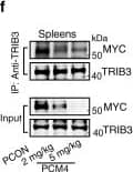 Western Blot: TRIB3 Antibody (1H2) [H00057761-M03] - Disturbing the TRIB3/MYC interaction attenuates lymphoma in mice.a The strategy for investigating the anti-BCL effects of PCM4 on MycEμ mice in vivo. b, c The data represent the statistical analyses of spleen & LN weights in MycEμ mice (5 months old; n = 7 per group) treated with the indicated agents. Data are represented as means ± SEM. Statistical significance was determined by two-tailed Student’s t test. P value: 0.016; 0.0108, & 0.0038 (b); 0.003, 0.0003, 7.34 × 10−5 (c). d Representative images of Ki67 staining (left) & statistical analyses of Ki67-positive cells (right) in the spleens of MycEμ mice (5 months old; n = 12 per group) treated with the indicated agents. Scale bar, 50 μm. Data are represented as means ± SEM. Statistical significance was determined by two-tailed Student’s t test. P value: 1.28 × 10−9, 7.86 × 10−10, & 1.13 × 10−9. e The tumorigenicity of BCL cells from the indicated mice was compared by limiting dilution transplantation into NSG mice; n = 8 mice per group. f PCM4 disturbed the TRIB3/MYC interaction in vivo. Spleen lysates from the indicated mice (5 months old) were IP with an anti-TRIB3 Ab & blotted with an anti-MYC Ab. The data are representative of three independent assays. g PCM4-reduced MYC expression. LN & spleen extracts from the indicated mice (5 months old) were blotted with an anti-MYC Ab. The data are presented as representative from three independent experiments. h Kaplan–Meier survival curves for MycEμ BCL mice treated with the indicated agents (n = 10 per group). Statistical difference was determined by two-sided log-rank test. P value: 0.0214 (DOX + PCM4 vs. DOX + PCON). Source data are provided as a Source Data file. Image collected & cropped by CiteAb from the following publication (//pubmed.ncbi.nlm.nih.gov/33298911), licensed under a CC-BY license. Not internally tested by Novus Biologicals.