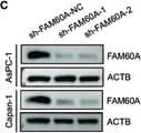 Knockdown Validated FAM60A Antibody - Azide and BSA Free