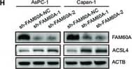 Western Blot FAM60A Antibody - Azide and BSA Free