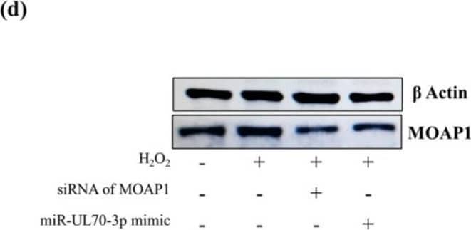 Western Blot MAP1 Antibody (4A1) - Azide and BSA Free