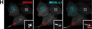 Immunocytochemistry/ Immunofluorescence: MICALL1 Antibody [H00085377-B01P] - GRAF/WDR44 label a subset of tubular endosomes. (A–C) HeLa cells were incubated with methanol (vehicle) or BFA (5 µg/ml) for 5 or 15 min. (A) Percentage of cells with endogenous (endo.) WDR44 tubules. n = 7–25. (B) Confocal images of cells stained with  alpha -WDR44 &  alpha -TGN46 or preincubated with Alexa Fluor 546–Transferrin (10 µg/ml, 1 h). (C) Manders colocalization coefficients for the indicated proteins with endogenous WDR44 structures. n = 10–50 cells. (D) Confocal images of transfected HeLa cells showing colocalization of RFP-WDR44 with GFP-STX16 & GFP-VAMP3. (E) Immunoprecipitation (IP) of transfected 293T cells with  alpha -GFP. uGRAF2 was coimmunoprecipitated by GFP-MICAL1, but not by any other member of the MICAL family. (F) Confocal images of transfected HeLa cells stained with  alpha -WDR44. In the case of MICAL3pF1KA0819 & MICAL-L2, boxed areas show tubules positive only for WDR44 (red), only for MICAL3pF1KA0819/MICAL-L2 (cyan), or shared by the two proteins (white). (G) Percentage of transfected HeLa cells with endogenous (endo.) WDR44 tubules. n = 4. (H) Confocal images of untransfected HeLa cells stained with  alpha -WDR44 &  alpha -MICAL-L1. Boxed areas show tubules positive only for WDR44 (red), only for MICAL-L1 (cyan), or shared by the two proteins (white). (I) Internalized Integrin-beta 1 in shRNA-expressing HeLa cells after uptake of  alpha -Integrin-beta 1 & following a 4-h chase. n = 4. (A, C, G, & I) Data are means ± SEM; *, P < 0.05; **, P < 0.01; ***, P < 0.001; & ****, P < 0.0001. (B, D, F, & H) Insets show magnifications of the boxed areas. Scale bars: 10 µm; scale bars of insets: 2 µm. Image collected & cropped by CiteAb from the following publication (//pubmed.ncbi.nlm.nih.gov/32344433), licensed under a CC-BY license. Not internally tested by Novus Biologicals.