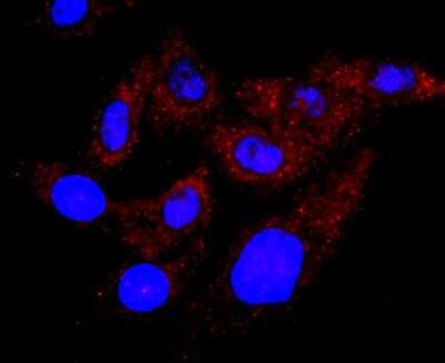 Immunocytochemistry/Immunofluorescence: hCG Alpha (Intact) Antibody (AH21-10) [NBP2-67283] - Staining TSH in HepG2 cells (red). The nuclear counter stain is DAPI (blue). Cells were fixed in paraformaldehyde, permeabilised with 0.25% Triton X100/PBS.