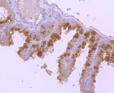 Immunohistochemistry-Paraffin: hCG Alpha (Intact) Antibody (AH33-20) [NBP2-67281] - Analysis of paraffin-embedded mouse placenta tissue using anti-FSH antibody. Counter stained with hematoxylin.