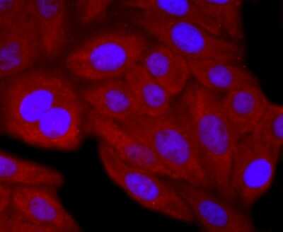 Immunocytochemistry/Immunofluorescence: hCG Alpha (Intact) Antibody (AH33-72) [NBP2-67282] - Staining FSH in HepG2 cells (red). The nuclear counter stain is DAPI (blue). Cells were fixed in paraformaldehyde, permeabilised with 0.25% Triton X100/PBS.