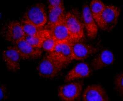 Immunocytochemistry/Immunofluorescence: hCG Alpha (Intact) Antibody (AH33-72) [NBP2-67282] - Staining FSH in JAR cells (red). The nuclear counter stain is DAPI (blue). Cells were fixed in paraformaldehyde, permeabilised with 0.25% Triton X100/PBS.