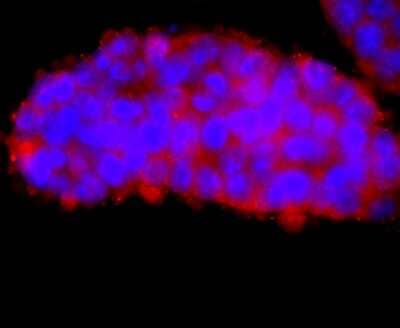 Immunocytochemistry/Immunofluorescence: hCG Alpha (Intact) Antibody (AH33-72) [NBP2-67282] - Staining FSH in D3 cells (red). The nuclear counter stain is DAPI (blue). Cells were fixed in paraformaldehyde, permeabilised with 0.25% Triton X100/PBS.