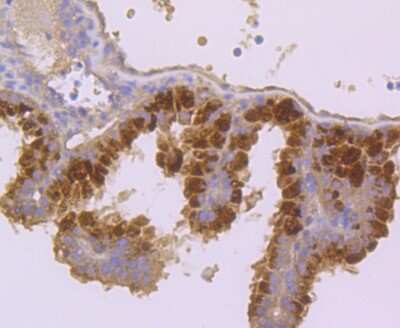 Immunohistochemistry-Paraffin: hCG Alpha (Intact) Antibody (AH33-72) [NBP2-67282] - Analysis of paraffin-embedded mouse placenta tissue using anti-FSH antibody. Counter stained with hematoxylin.