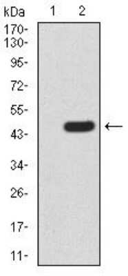 Western Blot: hHR23A Antibody (1E4D6) [NBP2-52550] - Analysis using RAD23A mAb against HEK293 (1) and RAD23A (AA: 1-363)-hIgGFc transfected HEK293 (2) cell lysate.