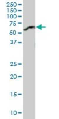 Western Blot: hHR23b Antibody [H00005887-B01P] - Analysis of RAD23B expression in rat brain.