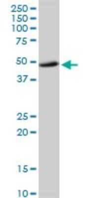 Western Blot: hHR23b Antibody [H00005887-D01P] - Analysis of RAD23B expression in human liver.