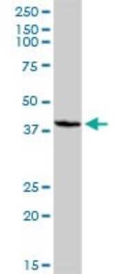 Western Blot: hHR23b Antibody [H00005887-D01P] - Analysis of RAD23B expression in mouse kidney.