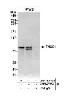 <b>Independent Antibodies Validation. </b>Immunoprecipitation: hHpr1-p84-Thoc1 Antibody [NBP1-47304] - Detection of human THOC1 by western blot of immunoprecipitates. Samples: Whole cell lysate (0.5 or 1.0 mg per IP reaction; 20% of IP loaded) from HeLa cells prepared using NETN lysis buffer. Antibodies: Affinity purified rabbit anti-THOC1 antibody NBP1-47304 used for IP at 3 ug per reaction. THOC1 was also immunoprecipitated by another rabbit anti-THOC1 antibody. For blotting immunoprecipitated THOC1, NBP1-47304 was used at 0.4 ug/ml. Detection: Chemiluminescence with an exposure time of 3 seconds.