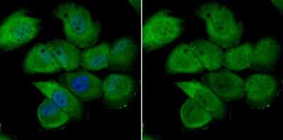 Immunocytochemistry/Immunofluorescence: hHpr1-p84-Thoc1 Antibody (JU53-18) [NBP2-75521] - Staining Nuclear Matrix Protein p84 in HUVEC cells (green). The nuclear counter stain is DAPI (blue). Cells were fixed in paraformaldehyde, permeabilised with 0.25% Triton X100/PBS.