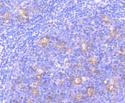 Immunohistochemistry-Paraffin: hHpr1-p84-Thoc1 Antibody (JU53-18) [NBP2-75521] - Analysis of paraffin-embedded human tonsil tissue using anti-Nuclear Matrix Protein p84 antibody. Counter stained with hematoxylin.