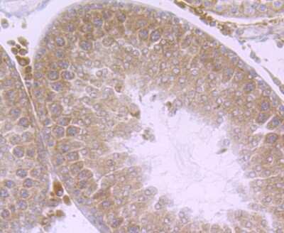 Immunohistochemistry-Paraffin: hHpr1-p84-Thoc1 Antibody (JU53-18) [NBP2-75521] - Analysis of paraffin-embedded rat testis tissue using anti-Nuclear Matrix Protein p84 antibody. Counter stained with hematoxylin.