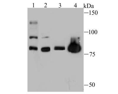 Western Blot: hHpr1-p84-Thoc1 Antibody (JU53-18) [NBP2-75521] - Analysis of Nuclear Matrix Protein p84 on different lysates using anti-Nuclear Matrix Protein p84 antibody at 1/500 dilution.Positive control:Lane 1: Hela                   Lane 2: A431Lane 3: Mouse skeletal muscle  Lane 4: PC-12