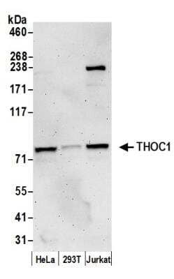 Western Blot: hHpr1-p84-Thoc1 Antibody [NBP1-47304] - Detection of Human THOC1 by Western Blot. Samples: Whole cell lysate (15 ug) from HeLa, 293T, and Jurkat cells prepared using NETN lysis buffer. Antibody: Affinity purified rabbit anti-THOC1 antibody NBP1-47304 used for WB at 0.04 ug/ml. Detection: Chemiluminescence with an exposure time of 3 minutes.