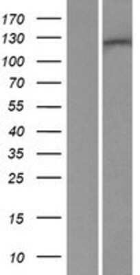 Western Blot: hUPF1 Overexpression Lysate (Adult Normal) [NBP2-10854] Left-Empty vector transfected control cell lysate (HEK293 cell lysate); Right -Over-expression Lysate for hUPF1.