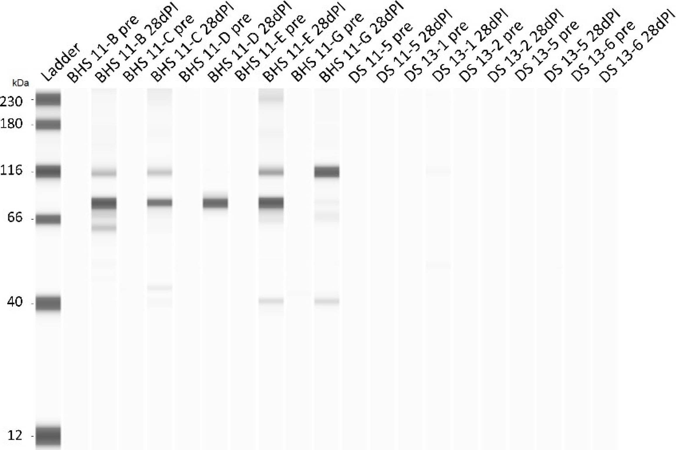 BHS and DS serum antibodies to Mycoplasma ovipneumoniae pre-inoculation and 28-days post-inoculation. The ladder and associated kDa values are in the first sample lane. Thereafter, the pre-sample is in the first lane for each animal in the inoculation study and is followed by the 28-day post-inoculation (dPI) serum sample. Image collected and cropped by CiteAb from the following open publication (//pubmed.ncbi.nlm.nih.gov/39770861), licensed under a CC-BY license. Not internally tested by R&D Systems.