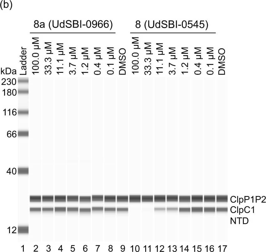 Activity of Homo-BacPROTACs in cell-free degradation assays.a Degradation curves of ClpC1-NTD in the cell-free degradation assay (quantified by capillary Western (WES)) induced by Homo-BacPROTAC 8 (UdSBI-0545) compared to its enantiomer 8a (UdSBI-0966), matching monomer 5 and dCymC (3 independent experiments done in triplicates). b WES visualization of ClpC1-NTD degradation after titration of Homo-BacPROTACs, developed with anti-His antibody recognizing His6-tagged ClpC1-NTD and processed, His4-tagged ClpP1P2. Concentration-dependent degradation of ClpC1-NTD can be observed for 8 (UdSBI-0545) (lanes 10–13) but not for 8a (UdSBI-0966) (lanes 2–8). c Analogous to a, except that exit vector 7-based Homo-BacPROTAC 12 (UdSBI-4377), enantiomer 12a (UdSBI-0117) and monomer 10 were used. d WES-derived gel picture visualizing ClpC1-NTD degradation (lane 2–5) from representative experiment summarized in c. e SYPROTM Ruby-stained SDS-PAGE gel from exemplary cell-free degradation assay depicting efficient degradation (lane 3,4) of ClpC1-NTD by Homo-BacPROTAC 8 (UdSBI-0545), while full length ClpC1 is not significantly degraded. Green vertical lines indicate the DC50 (for 8,12). Error bars represent mean ± SD of n = 3 independent experiments in triplicates. The actual mean DC50 values for all cell-free degradation experiments conducted for this study are summarized in Supplementary Table 8. Source data are provided as a Source Data file. Image collected and cropped by CiteAb from the following open publication (//www.nature.com/articles/s41467-024-46218-7), licensed under a CC-BY license. Not internally tested by R&D Systems.