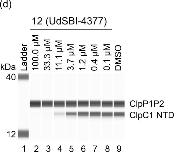 Activity of Homo-BacPROTACs in cell-free degradation assays.a Degradation curves of ClpC1-NTD in the cell-free degradation assay (quantified by capillary Western (WES)) induced by Homo-BacPROTAC 8 (UdSBI-0545) compared to its enantiomer 8a (UdSBI-0966), matching monomer 5 and dCymC (3 independent experiments done in triplicates). b WES visualization of ClpC1-NTD degradation after titration of Homo-BacPROTACs, developed with anti-His antibody recognizing His6-tagged ClpC1-NTD and processed, His4-tagged ClpP1P2. Concentration-dependent degradation of ClpC1-NTD can be observed for 8 (UdSBI-0545) (lanes 10–13) but not for 8a (UdSBI-0966) (lanes 2–8). c Analogous to a, except that exit vector 7-based Homo-BacPROTAC 12 (UdSBI-4377), enantiomer 12a (UdSBI-0117) and monomer 10 were used. d WES-derived gel picture visualizing ClpC1-NTD degradation (lane 2–5) from representative experiment summarized in c. e SYPROTM Ruby-stained SDS-PAGE gel from exemplary cell-free degradation assay depicting efficient degradation (lane 3,4) of ClpC1-NTD by Homo-BacPROTAC 8 (UdSBI-0545), while full length ClpC1 is not significantly degraded. Green vertical lines indicate the DC50 (for 8,12). Error bars represent mean ± SD of n = 3 independent experiments in triplicates. The actual mean DC50 values for all cell-free degradation experiments conducted for this study are summarized in Supplementary Table 8. Source data are provided as a Source Data file. Image collected and cropped by CiteAb from the following open publication (//www.nature.com/articles/s41467-024-46218-7), licensed under a CC-BY license. Not internally tested by R&D Systems.