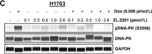 Phenotypic evaluation of ZL-2201 synergy with various DNA-damaging agents. C, NCI-H1703 cells were treated with ZL-2201 (0.1, 0.3, 0.5, 1, and 3.6 μmol/L) and a low dose of doxorubicin (0.006 μmol/L) for 2 hours. Whole-cell lysates were harvested, and Simple Western was used to show the inhibition of pDNA-PK upon combination treatment of ZL-2201 with doxorubicin. Image collected and cropped by CiteAb from the following open publication (//pubmed.ncbi.nlm.nih.gov/37663435), licensed under a CC-BY license. Not internally tested by R&D Systems.