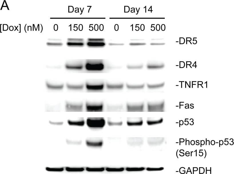 Western blotting confirmed doxorubicin-induced increase in expression of p53 and DRs.a Immunoblot and b densitometric quantification demonstrate after exposing cardiomyocytes to 150 nM or 500 nM of doxorubicin for 48 h the phosphorylation of p53 and total expression of p53, TNFR1, DR4, DR5, and Fas increase. TNFR1 protein expression increased only after exposure to 500 nM of doxorubicin. The protein expression of p53 targets, DR4 and DR5, decrease after a 7-day washout period. Fas remains slightly upregulated after 7-day washout Image collected and cropped by CiteAb from the following publication (//pubmed.ncbi.nlm.nih.gov/31231550), licensed under a CC-BY license. Not internally tested by R&D Systems.