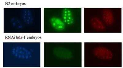Immunocytochemistry/Immunofluorescence: hda-1 Antibody [38660002] - This image is specific to animal number Q2326 Dilution: 1:10000