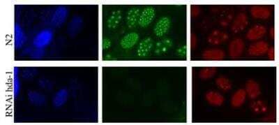 Immunocytochemistry/Immunofluorescence: hda-1 Antibody [38660002] - This image is specific to animal number Q2354 Dilution: 1:10000