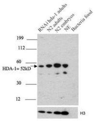 Western Blot: hda-1 Antibody [38660002] - This image is specific to animal number Q2354 dilution until 1:15000, strong and clear signal Nuclear extract 