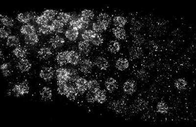Immunocytochemistry/Immunofluorescence: him-5 Antibody [38720002] - This image is specific to animal SDQ2363 Dilution: 1:2000