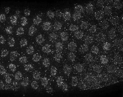 Immunocytochemistry/Immunofluorescence: him-5 Antibody [38720002] - This image is specific to animal SDQ2382 Dilution: 1:2000