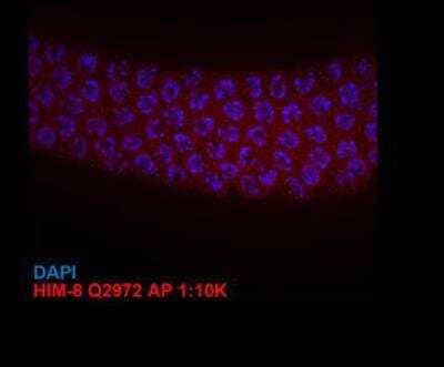 Immunocytochemistry/Immunofluorescence: him-8 Antibody [41980002] - This image is specific to animal number SDQ2972  him(tm611) mutant (negative control) staining. Data set was taken around transition zone/early pachytene. Affinity purified antibody dilluted 1:10000