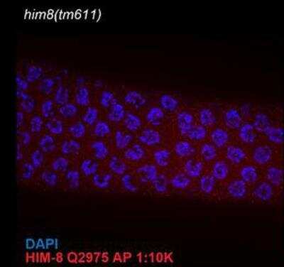 Immunocytochemistry/Immunofluorescence: him-8 Antibody [41980002] - This image is specific to animal number SDQ2975 him(tm611) mutant (negative control) staining. Data set was taken around late transition zone/pachytene. Affinity purified antibody dilluted 1:10000