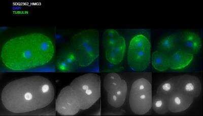 Immunocytochemistry/Immunofluorescence: hmg-3 Antibody [38690002] - This image is specific to animal number SDQ2362  Methanol fixation; 1 hr