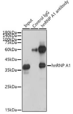 Immunoprecipitation: hnRNP A1 Antibody (10N0F4) [NBP3-15405] - Analysis of 300ug extracts of HeLa cells using 3ug hnRNP A1 antibody (NBP3-15405). Western blot was performed from the immunoprecipitate using hnRNP A1 antibody (NBP3-15405) at a dilition of 1:1000.