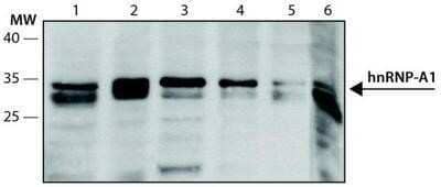 Western Blot: hnRNP A1 Antibody (4B10) - Azide and BSA Free [NBP2-80776] - Cell line lysates were separated on SDS-PAGE and probed with 0.5 ug/mL Monoclonal Anti-hnRNP-A1 Clone: 4B10 (NB100-672). Lanes: 1-HeLa, 2-Jurkat, 3-HEK-293T, 4-WiDr, 5-NCI-H1299, 6-F9. Image from the standard format of this antibody.