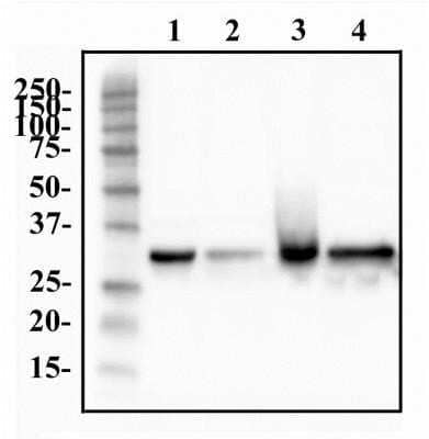 Western Blot: hnRNP A1 Antibody (4B10) - Azide and BSA Free [NBP2-80776] - Whole cell protein from HeLa (lane 1), A431 (lane 2), Hek293 (lane 3) and MCF7 (lane 4) were separated on a 12% gel by SDS-PAGE, transferred to PVDF membrane and blocked in 5% non-fat milk in TBST. The membrane was probed with 0.5 mg/ml anti-hnRNP in 1% milk. Precision Plus Protein All Blue molecular weight markers (BioRad) were detected with 1 ug/ml Anti-Blue Marker antibody (NBP2-33376). Both antibodies were detected with an anti-mouse HRP secondary antibody using chemiluminescence. Image from the standard format of this antibody.